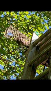 Squirrel Exclusion In Charlotte Trutech Wildlife Service