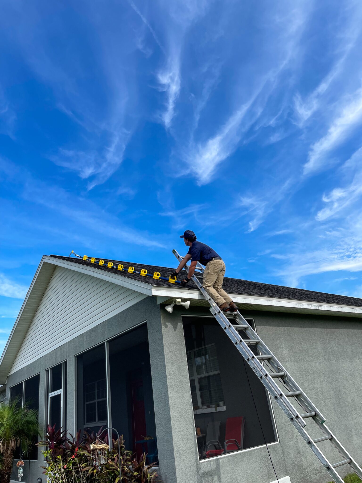 Squirrel Removal In Tampa FL Trutech Wildlife Service