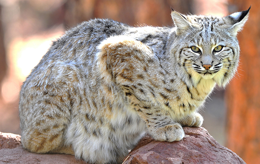 Bobcat Poop Identification