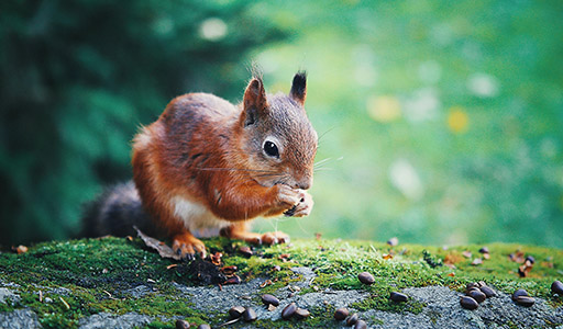 Squirrel Problem Signs and Humane Removal Solutions