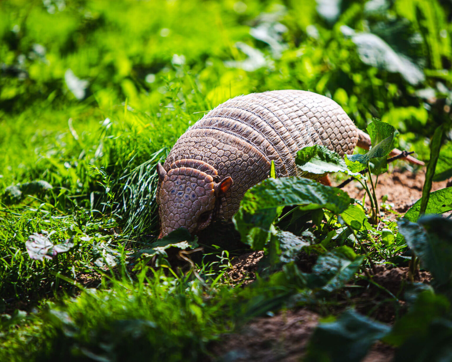 Armadillo walking in a yard