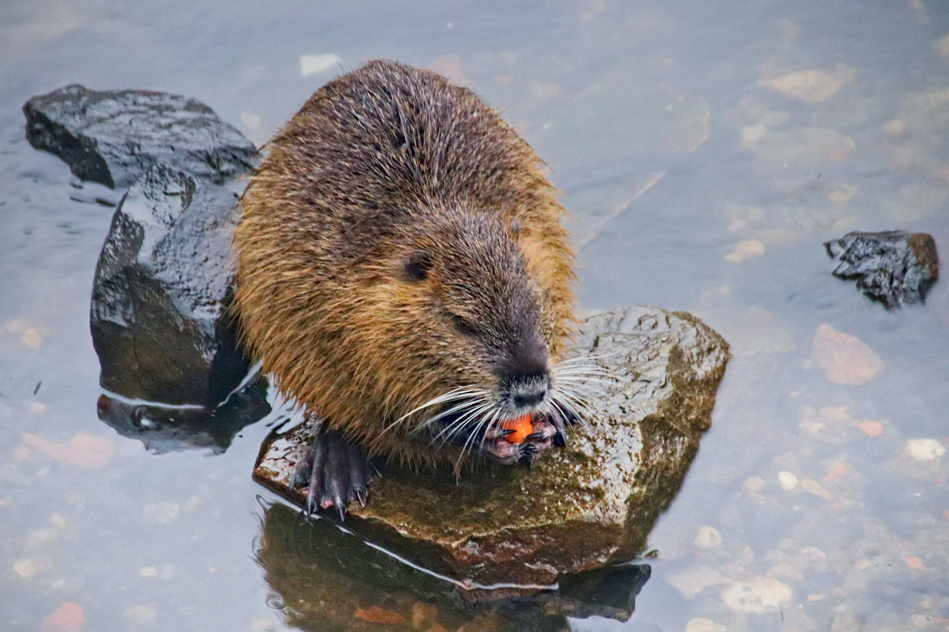 Why Do Beavers Build Dams? Trutech Wildlife Service