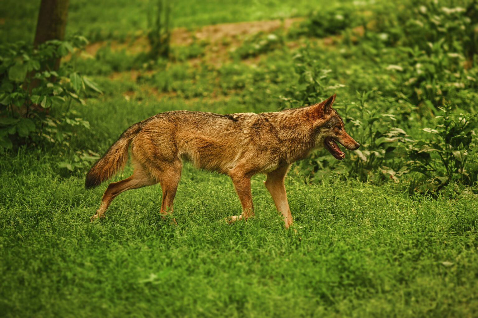 Coyote in a yard