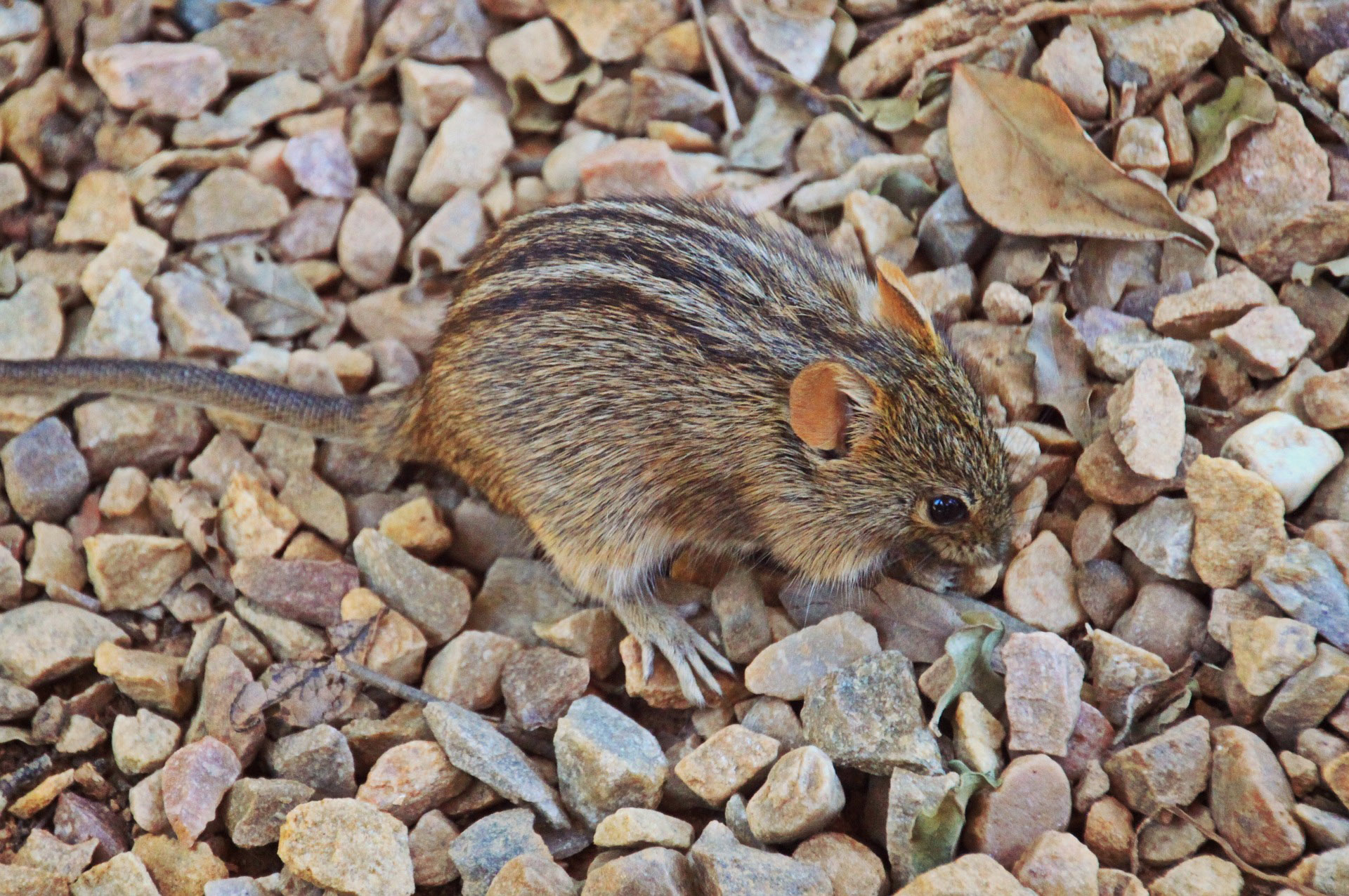 deer-mice-information-trutech-wildlife-removal