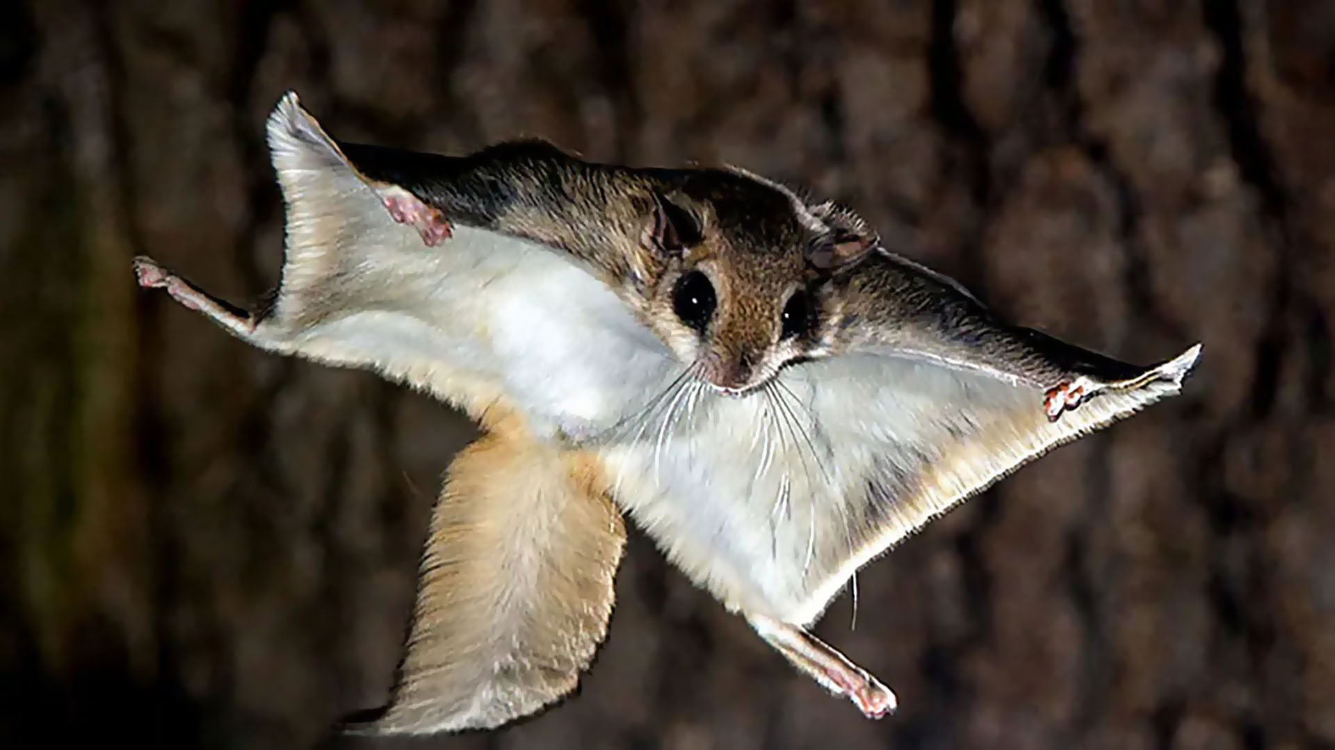 Flying Squirrels and Flying Squirrel Capture, Removal, and