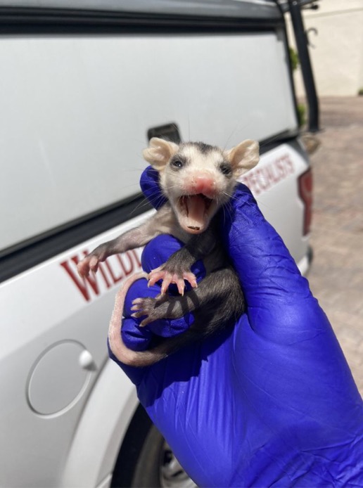 baby opossum removal orlando fl