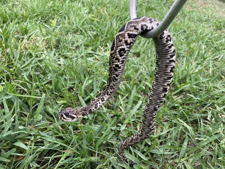 Captured Snakes in Orlando