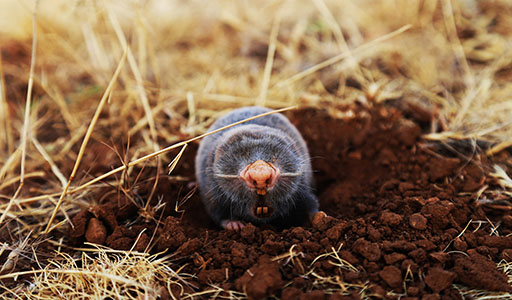 Mole coming out of the ground