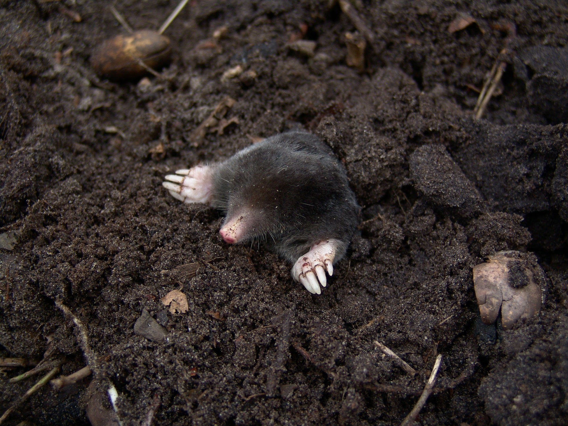 Moles Information | Trutech Wildlife Removal