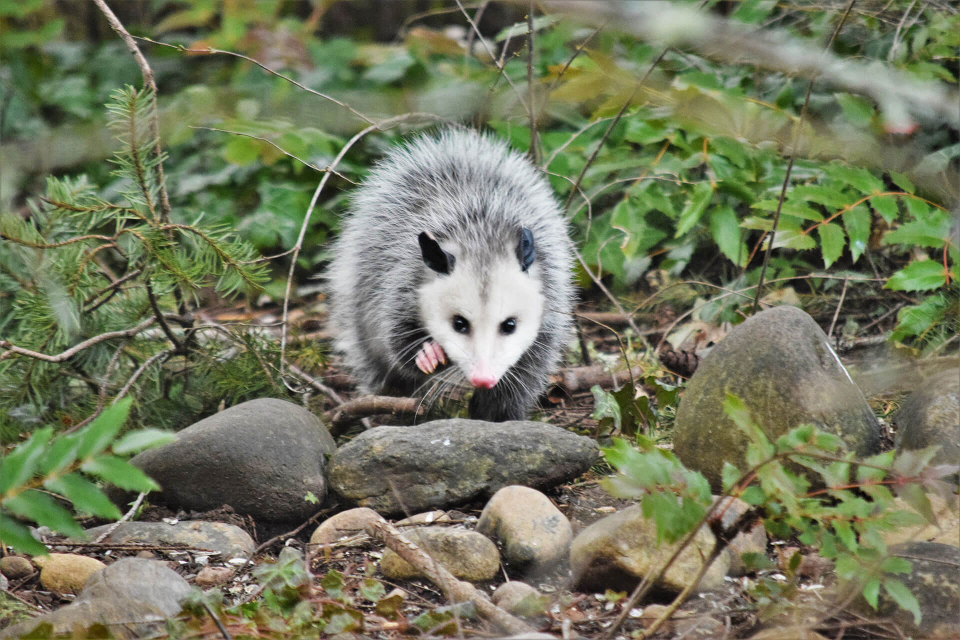 Opossum Removal Trutech Wildlife Service