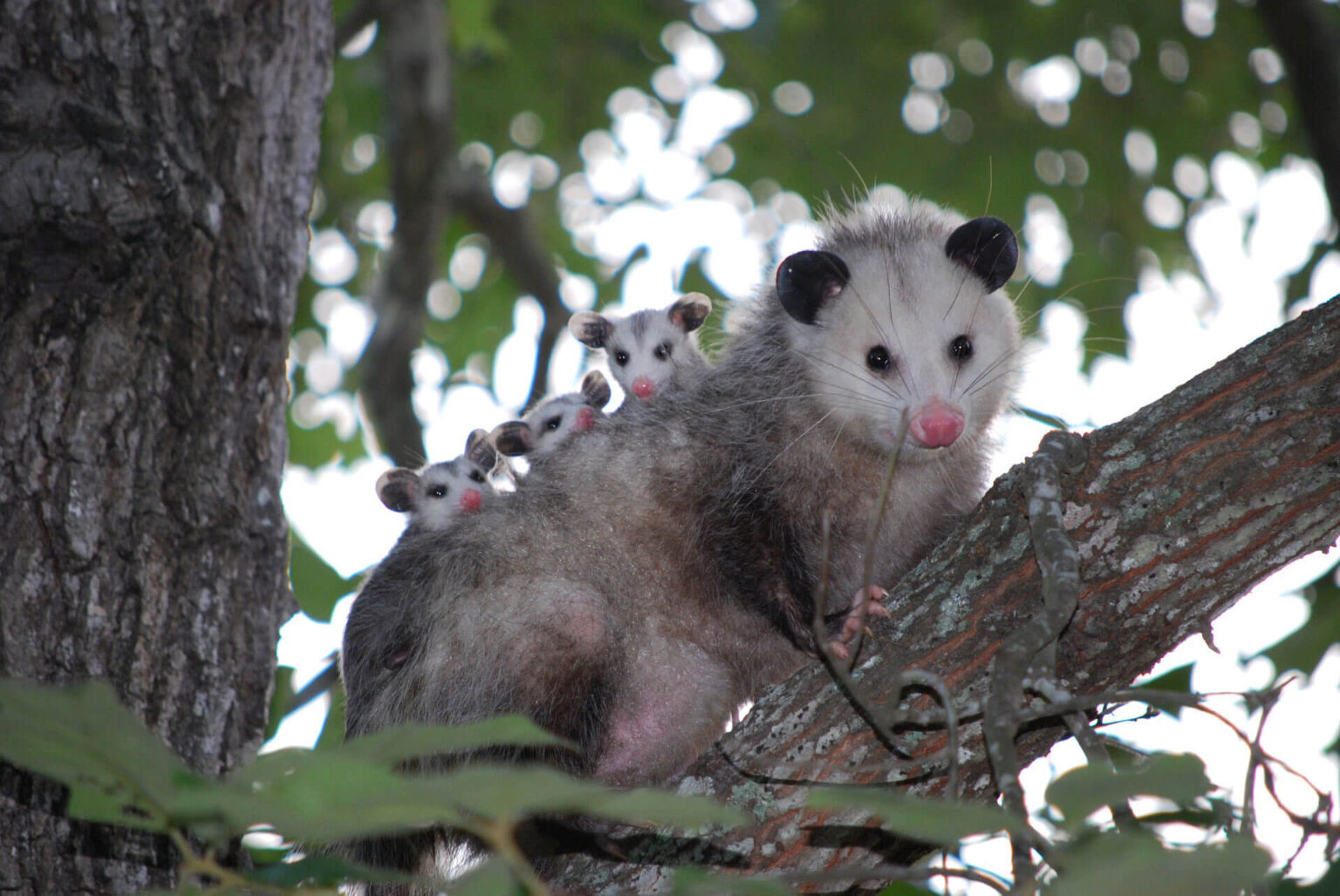 Opossum mother with three kids on her back