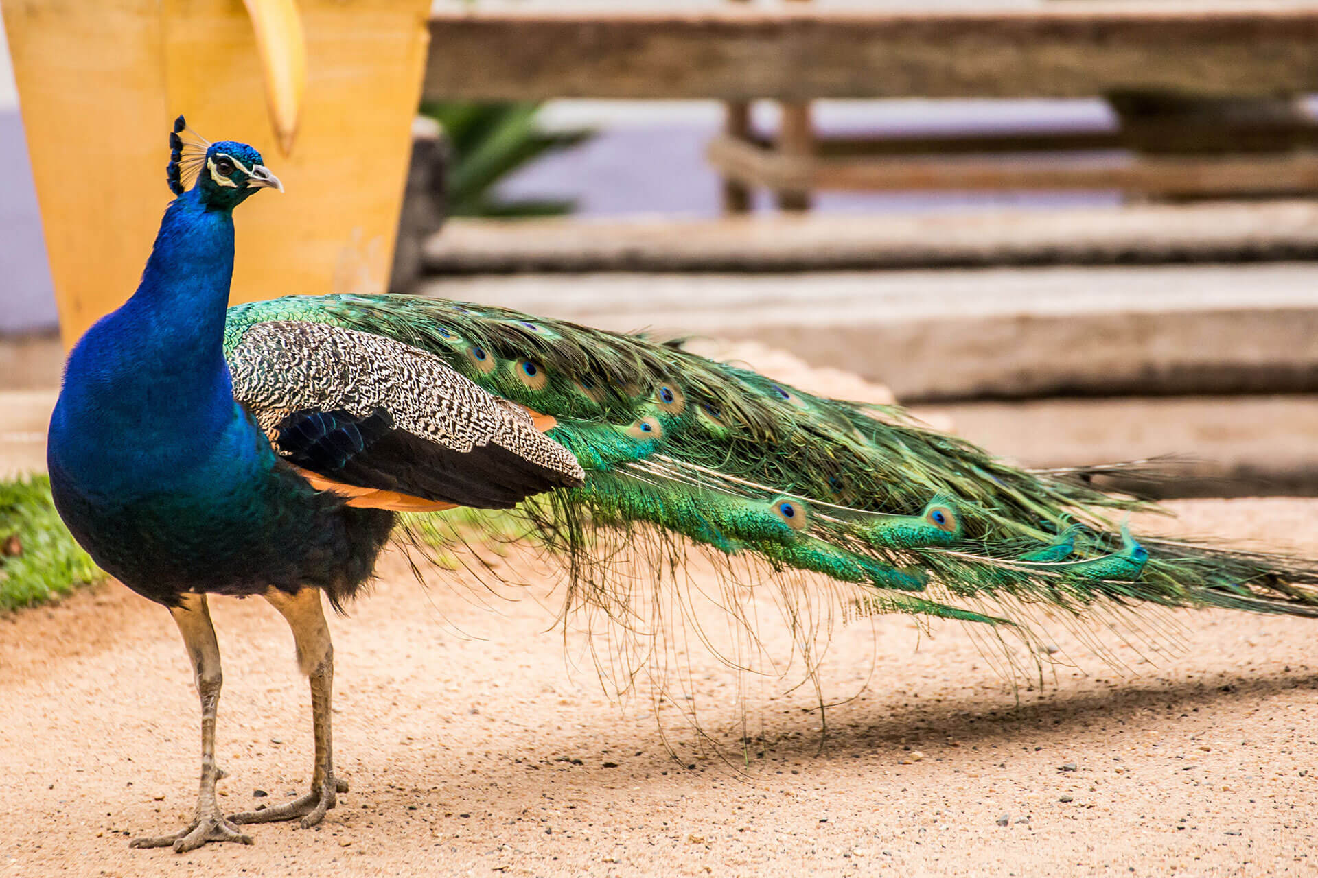 Peacocks Information | Trutech Wildlife Removal