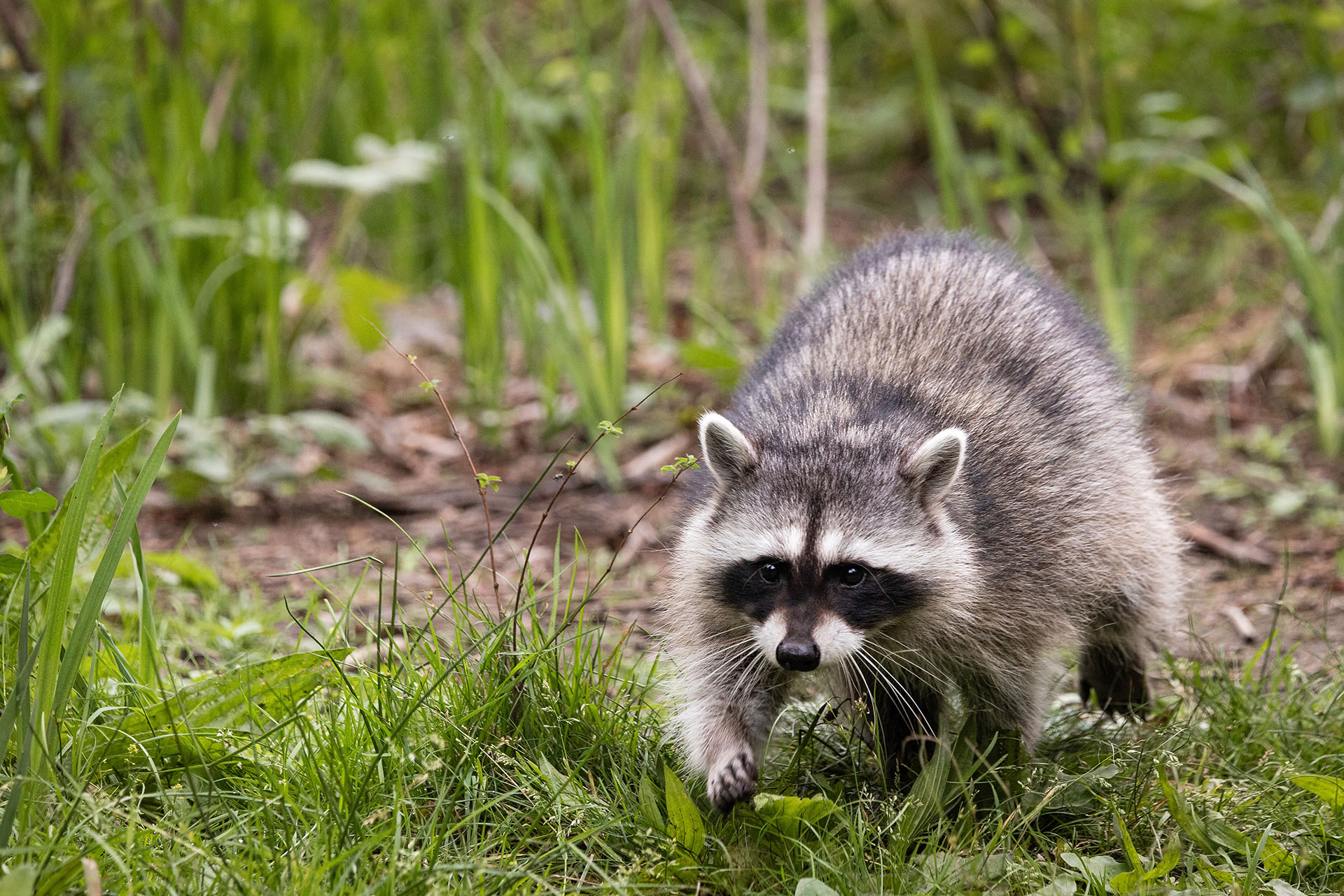 Raccoon Removal in Western North Carolina Trutech Wildlife Service