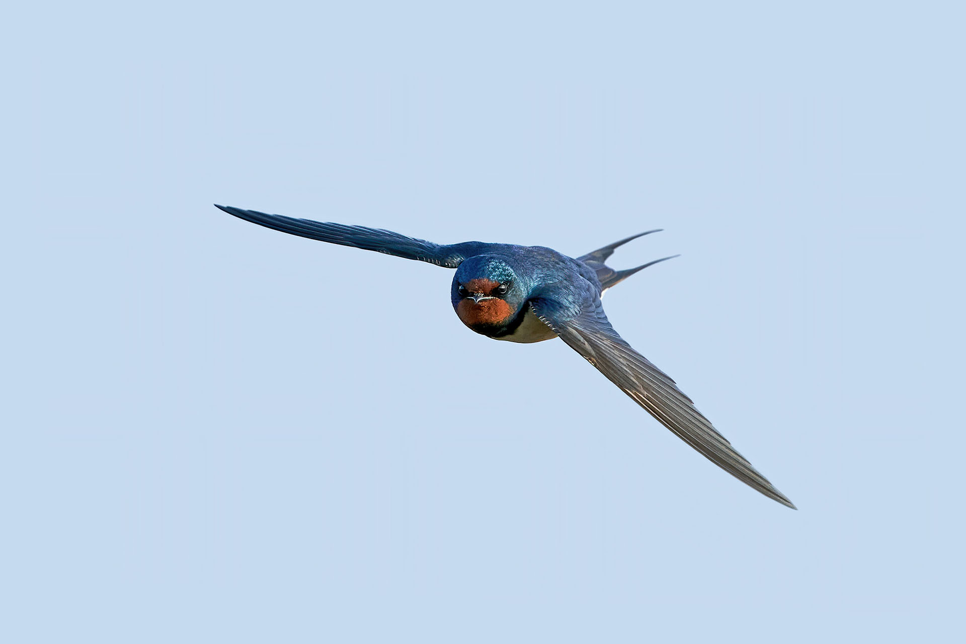 one-swallow-doesn-t-make-a-summer-the-swallows-are-back-at-flickr