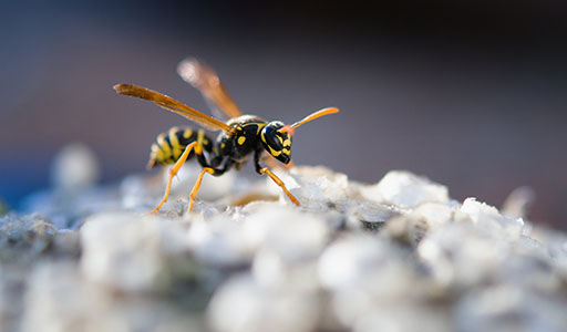 Wasp on the ground