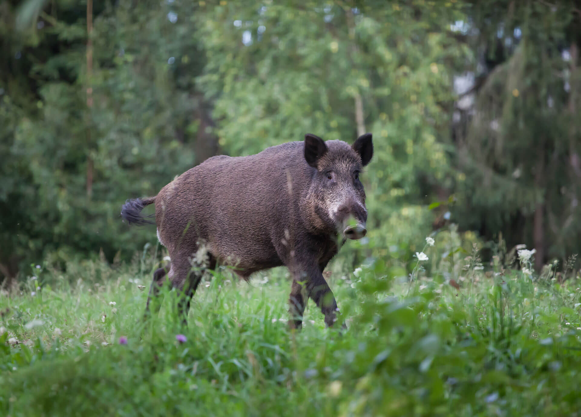 wild-hogs-information-trutech-wildlife-removal