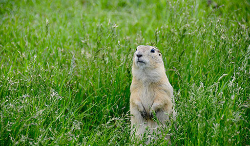 Gopher in a yard