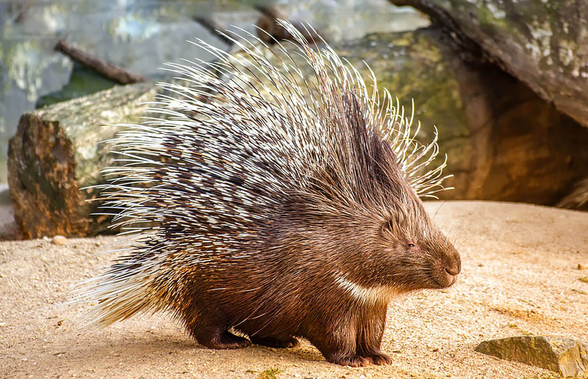 Solved Barbed quills inspired by porcupine quills have