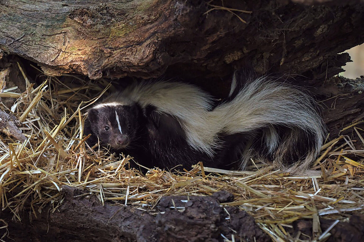 Skunk under a tree