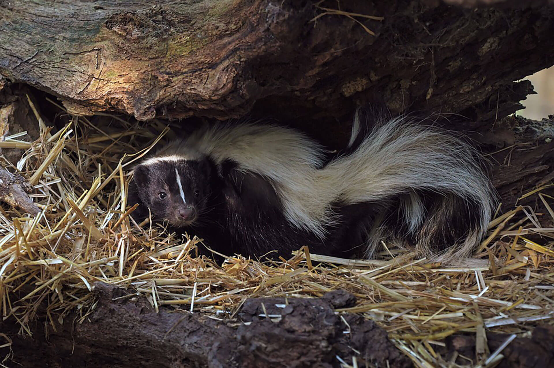 How To Get Skunk Odor Out Of Your House Trutech Wildlife Service