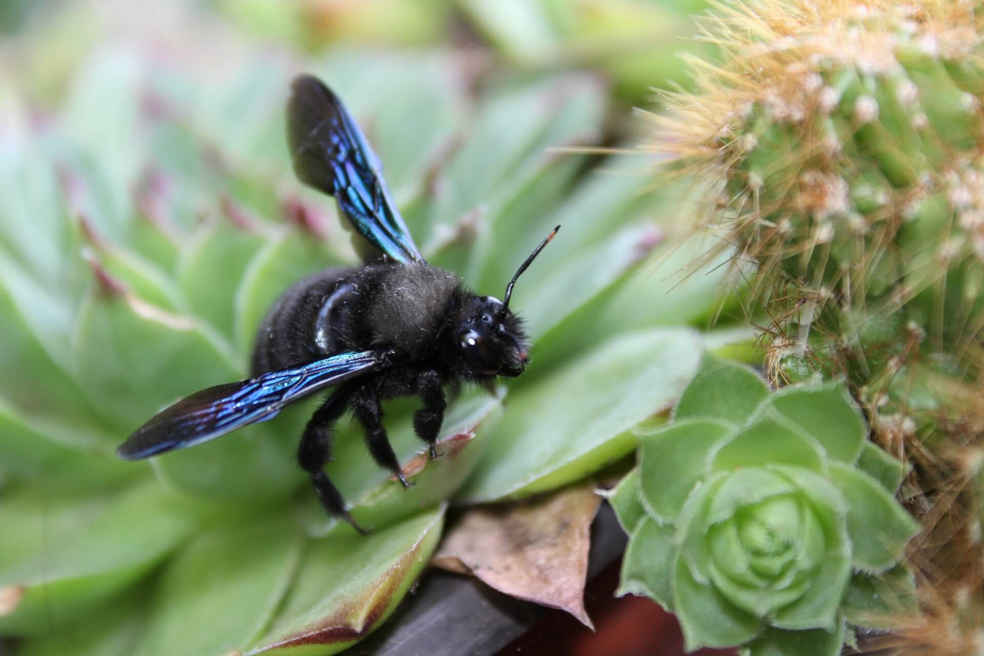 carpenter-bee-removal-trutech-wildlife-service