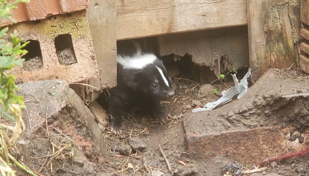 Can a Skunk Live Under Your House? - Trutech Wildlife Service
