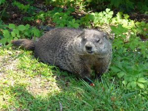 Groundhog in the yard