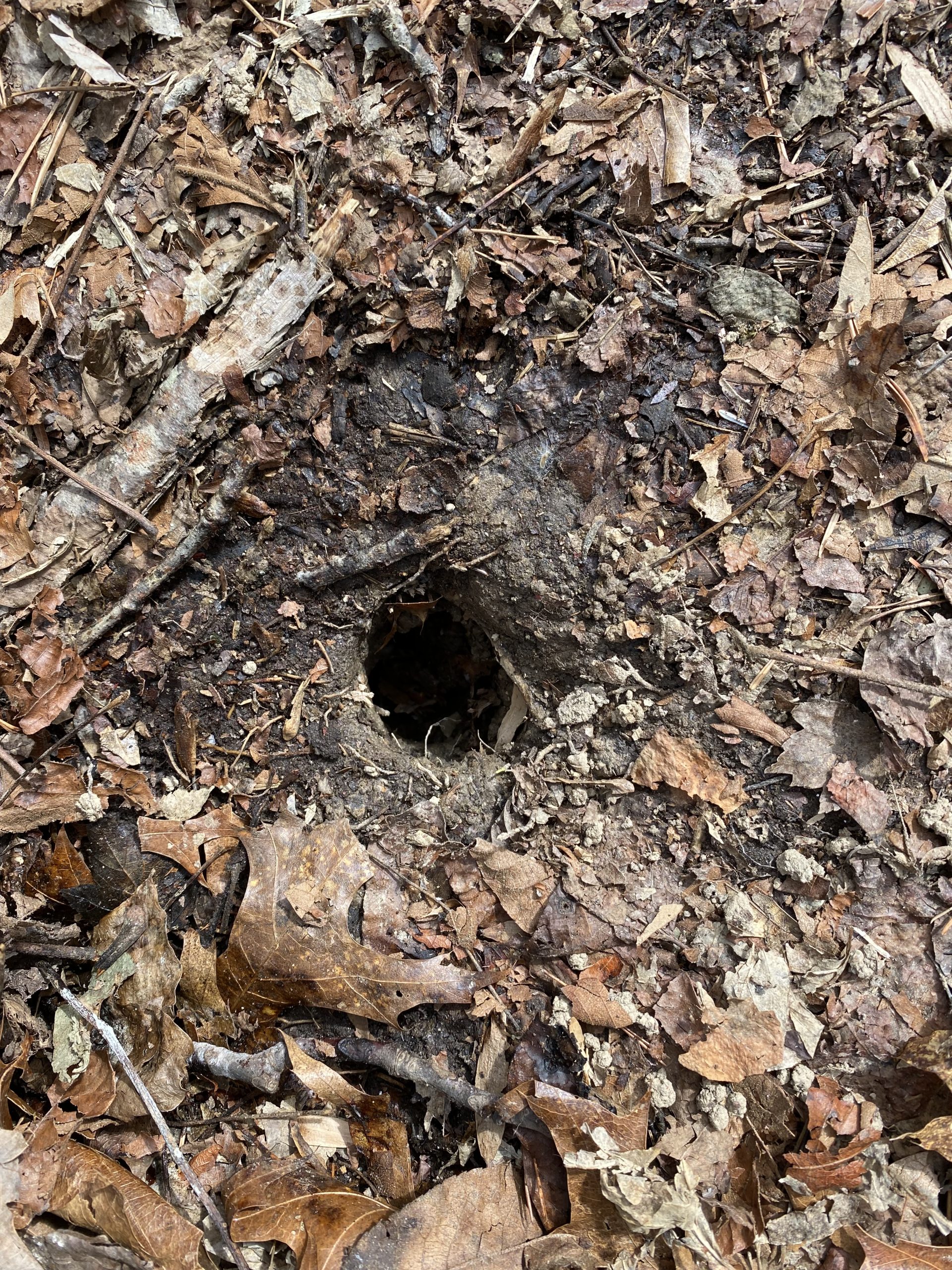 How to Fill Animal Holes in Your Yard - Trutech Wildlife Service