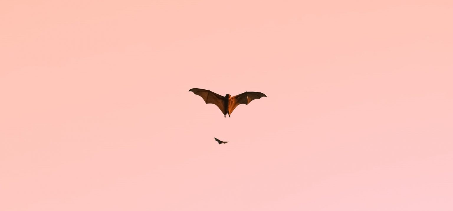 Flying Bat