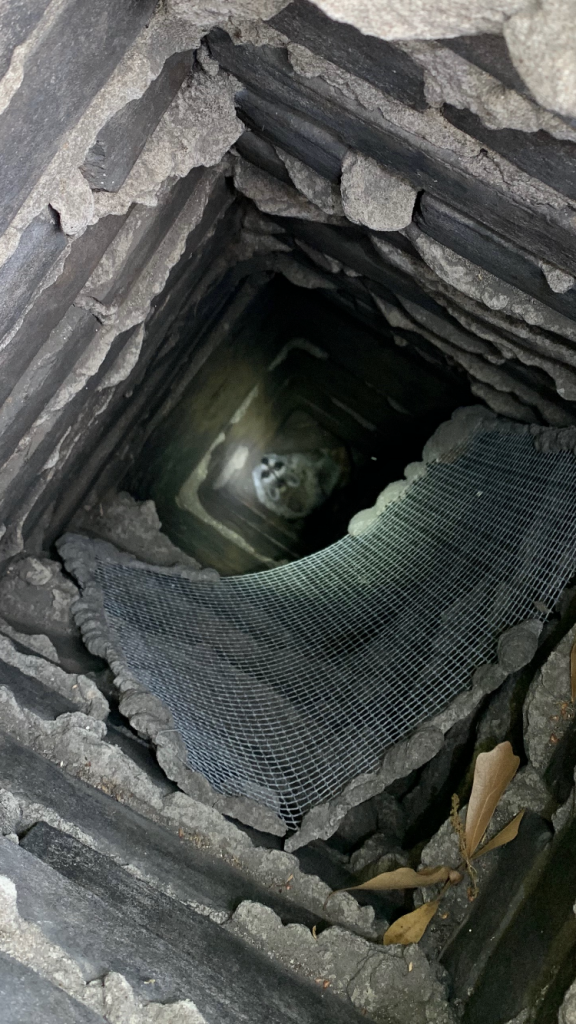 raccoon sitting at the bottom of a chimney