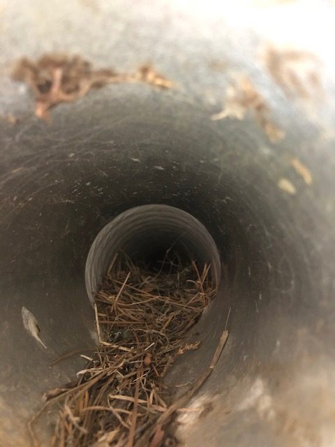 bird nest build up in dryer vent