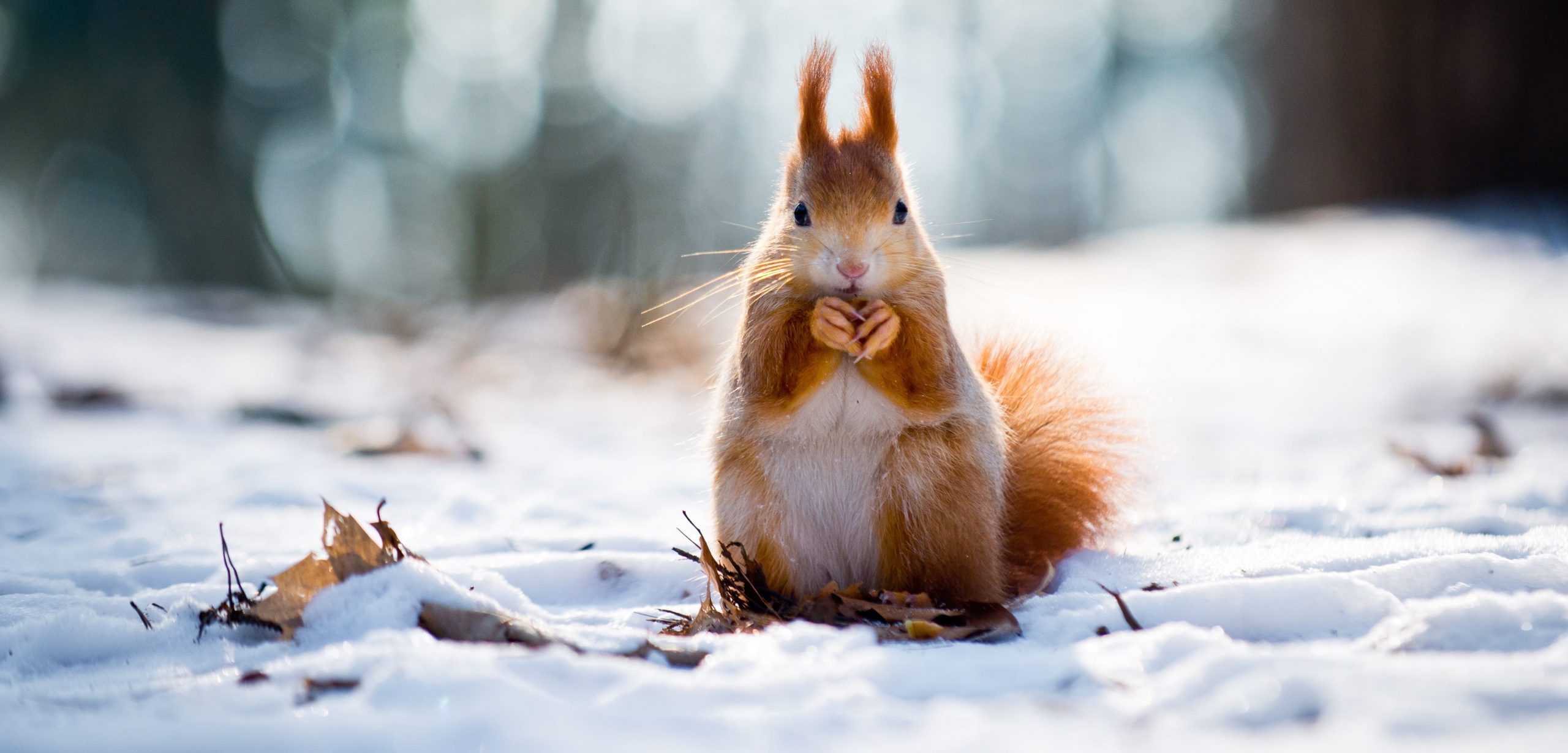 https://www.trutechinc.com/wp-content/uploads/2022/10/squirrel-in-winter-min-scaled.jpg