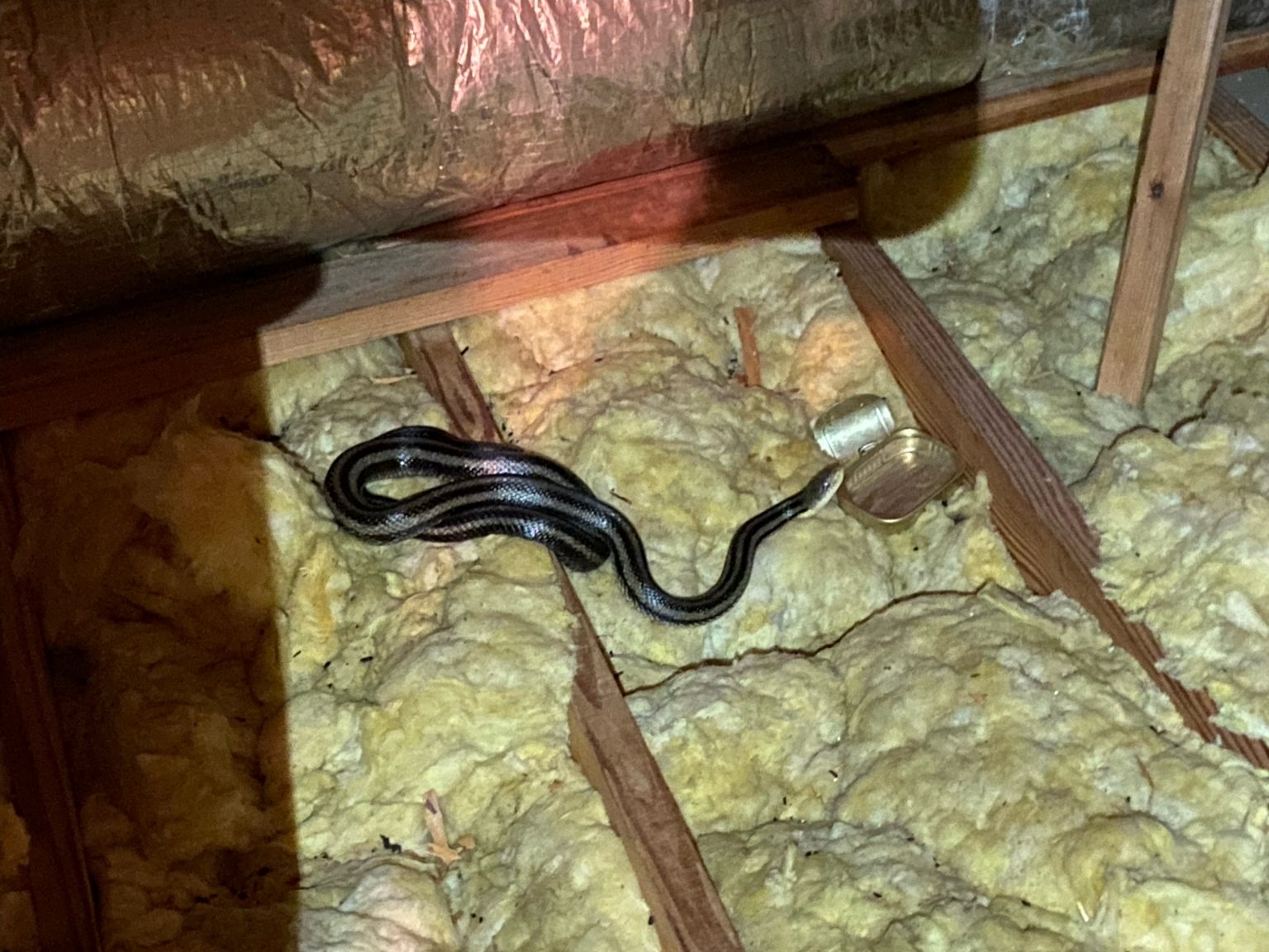 Rat snake in attic charleston