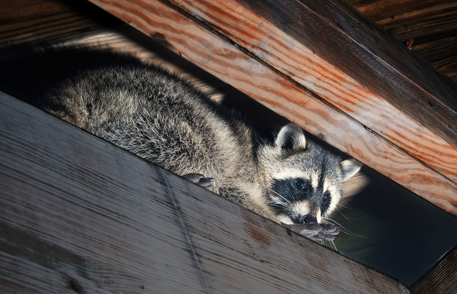 Raccoon Removal in Sarasota, FL - Trutech Wildlife Service