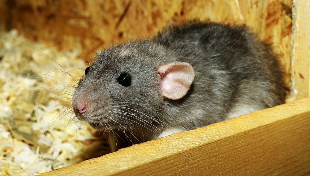 Rat sitting in a nest located in an attic