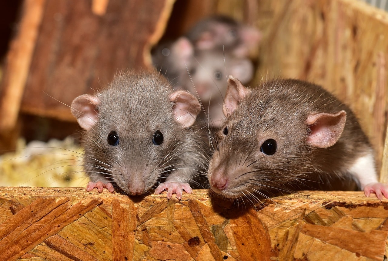 Kitchener Wildlife Removal: Do Rats Live in Hot Attics?