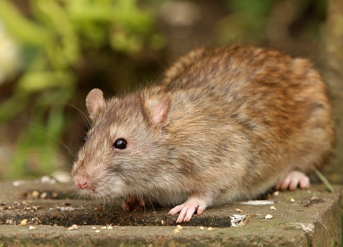 Rats vs Mice: Key Differences and Effective Solutions for Infestations