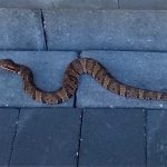 Snake on charleston home