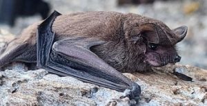 bat removal on tree