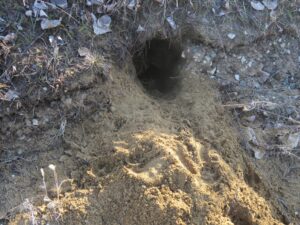 groundhog holes in yard
