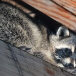 raccoon hiding in ceiling