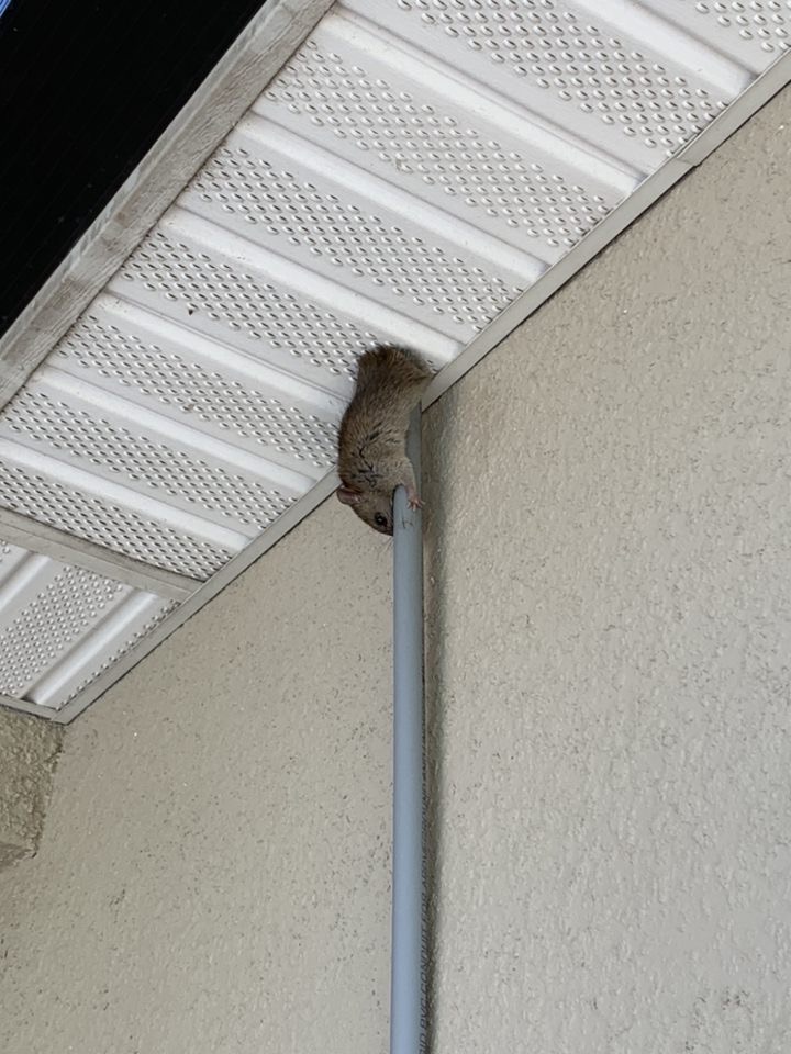 Orlando rat in house