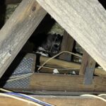 raccoon in attic