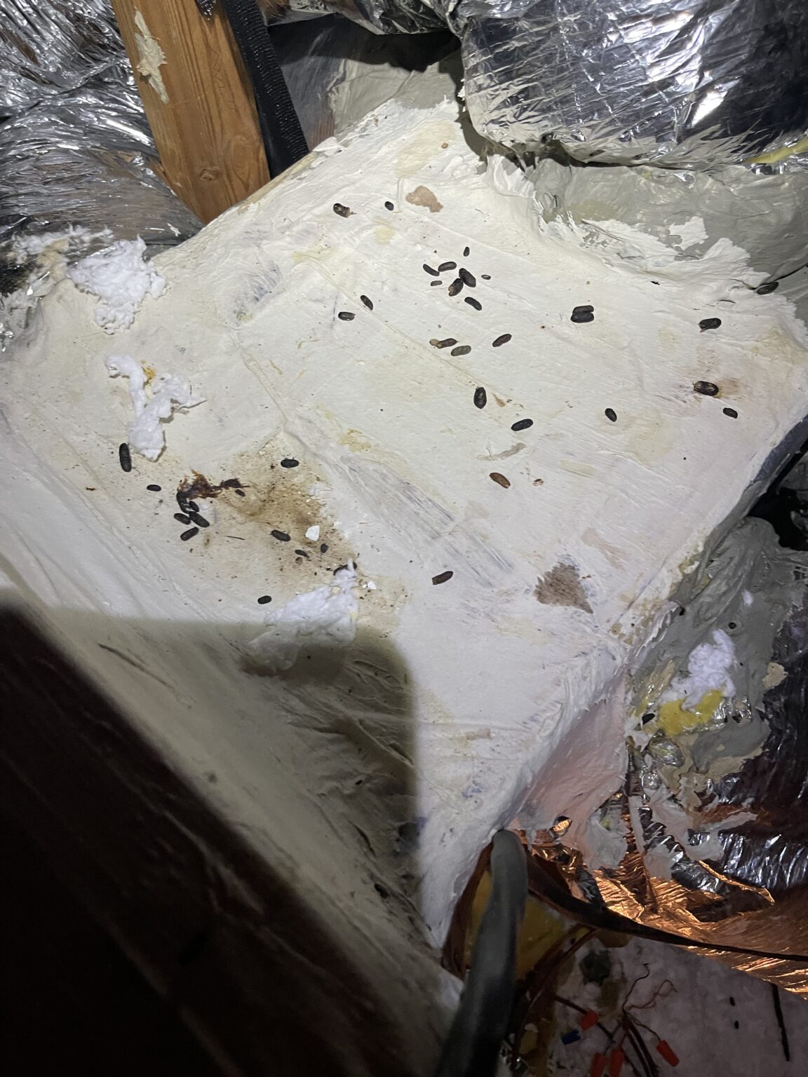 Animal Damage in Attics - Trutech Wildlife Service - Tampa Bay Wildlife ...