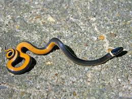 Southern Ring Necked Snake