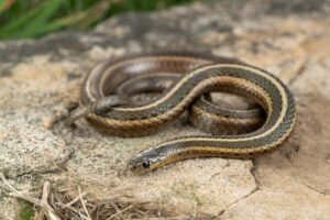 A garter snake coiled up on a rock