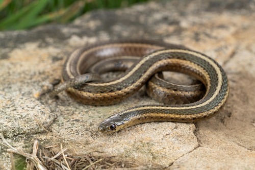 A garter snake coiled up on a rock