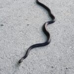 rat snake