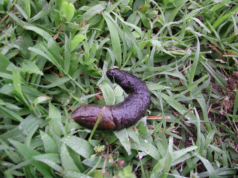 opossum poop in yard