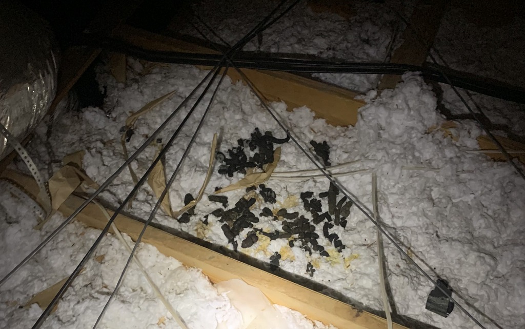 raccoon poop attic